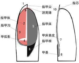 好看的美甲_好看美甲图_好看美甲图片新款