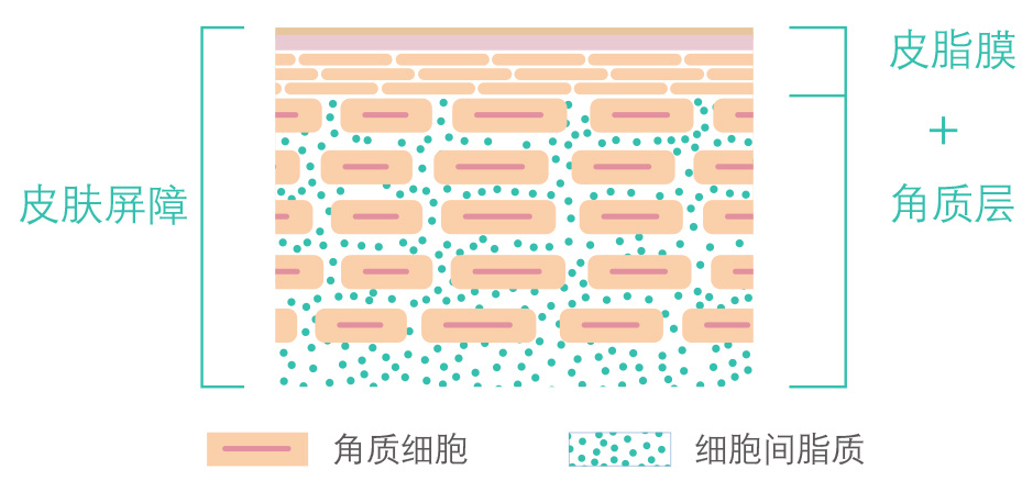 如何修复皮肤屏障