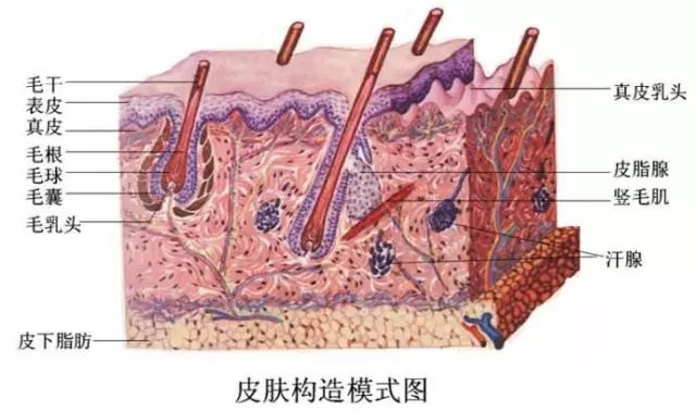 晚上擦护肤品好还是什么也不擦好_晚上擦完护肤品后可以玩手机吗_晚上涂完护肤品出门好吗