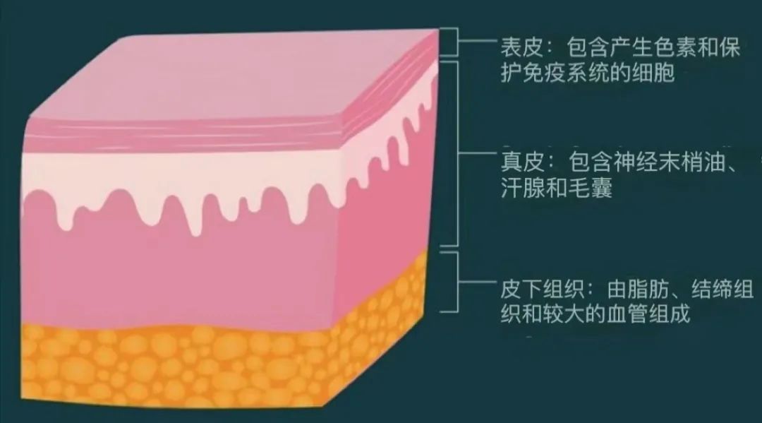 皮肤屏障修复用什么护肤品_修复皮肤屏障_屏障修复皮肤紧绷是好转吗